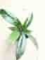 Hoya Pubicalyx 'Splash'