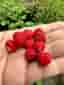 Smultronplantor 20 plantor