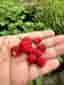 Smultronplantor 20 plantor
