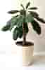 Euphorbia Leuconeura - Madagaskar Jewel