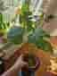 Monstera Thai Constellation - Liten planta