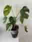 Monstera jungle mint ej tc
