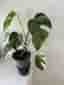 Monstera jungle mint ej tc