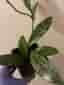 Hoya pubicalyx 'Silver Spot'