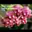 Hoya wayetii, rotad stickling/liten planta
