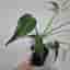 Monstera burle marx flame
