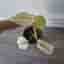Monstera mint inte tc