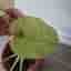 Monstera mint inte tc