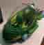 PJ Masks Gekko-fordon inklusive ljud & ljus funktion.