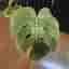 Monstera mint noid inte tc plant
