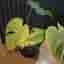 Monstera mint noid inte tc plant