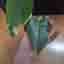 Monstera Mint inte Tc plant