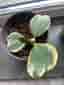 Hoya Kerrii Variegata - Hjärtformad porslinsblomma