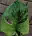 Monstera Deliciosa Larg form blue mint noid