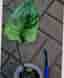 Monstera Deliciosa Larg form blue mint noid