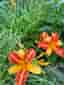 Brandgul daglilja (Hemerocallis)