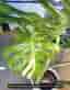 Monstera Thai Constellation