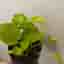 Neon Pothos växt