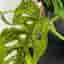 Monstera Adansonii Variegata Mint