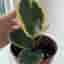 Hoya carnosa varijegata