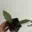 Hoya callistophylla