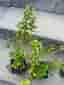 Lingonplantor 4 st