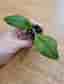 Hoya sp. Germany, välrotad stickling