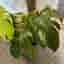 Monstera Mint Large Form – till salu ??