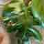 Monstera Mint Large Form – till salu ??