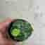 Euphorbia richie