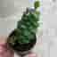 Euphorbia richie