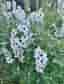 Riddarsporre (Delphinium) 10 plantor
