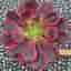 Aeonium Canary, 1 stickling