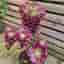 Aeonium Canary, 1 stickling