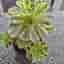 Aeonium Cinderella 2 sticklingar