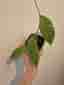 Hoya callistophylla