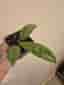 Hoya callistophylla