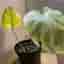 Monstera Mint Noid inte tc plant