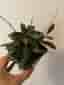 Hoya Rosita
