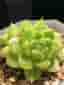 Succulent plant - Echeveria Malgan