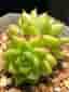 Succulent plant - Echeveria Malgan