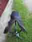 Sadel