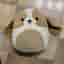 Squishmallows Hund Adele the basset hound dog 30 cm gosedjur mjukisdjur