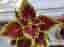 Stickling Palettblad Coleus Bourbon Street
