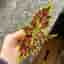 Stickling Palettblad Coleus Bourbon Street