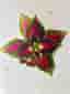 Stickling Palettblad Coleus Space Cake