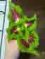 Stickling Palettblad Coleus Space Cake