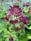 Planta stjärnflocka astrantia (Astrantia major) rotad planta röd rosa