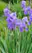 Iris germanica ‘Empress of India’