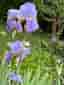 Iris germanica ‘Empress of India’